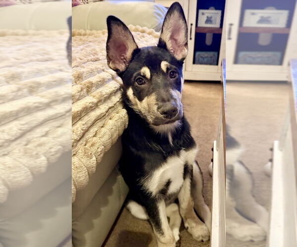 Medium Photo #6 Mutt Puppy For Sale in Dana Point, CA, USA