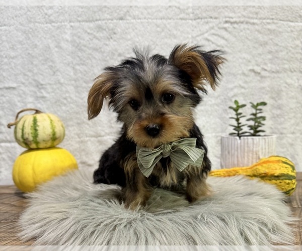 Medium Photo #2 Yorkshire Terrier Puppy For Sale in NAPPANEE, IN, USA