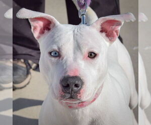 American Bulldog-American Staffordshire Terrier Mix Dogs for adoption in Huntley, IL, USA
