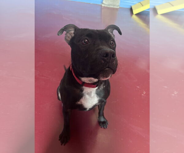 Medium Photo #7 Mutt Puppy For Sale in Webster, WI, USA