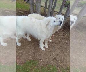 Sugar - Female Great Pyrenees Dog for Adoption - Photo #5
