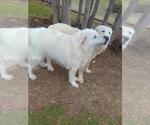 Small Photo #5 Great Pyrenees Puppy For Sale in Spring, TX, USA