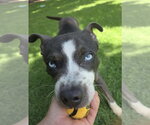 Small #1 Mutt