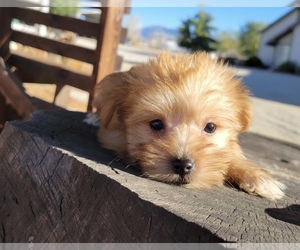 Morkie Puppy for sale in SANTA CLARITA, CA, USA