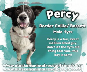 Border Collie-Unknown Mix Dogs for adoption in Anchorage, AK, USA