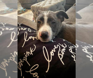 Mutt Dogs for adoption in Oakhurst, NJ, USA