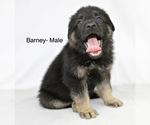 Small Photo #2 German Shepherd Dog Puppy For Sale in DUENWEG, MO, USA