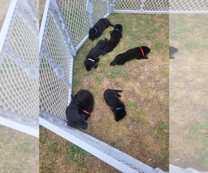 German Shepherd Dog Puppy for sale in HARTSVILLE, SC, USA