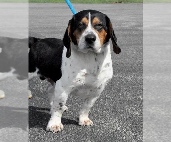Medium Photo #2 Bagle Hound Puppy For Sale in Canfield, OH, USA