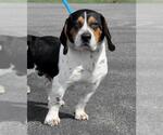 Small #1 Bagle Hound