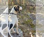Small #5 Treeing Walker Coonhound Mix