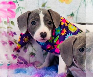 American Pit Bull Terrier-Dachshund Mix Dogs for adoption in Lakewood, CO, USA