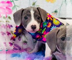 Small American Pit Bull Terrier-Dachshund Mix