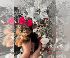 Poodle (Toy) Puppy for sale in PALM BAY, FL, USA