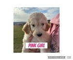 Puppy Pink Goldendoodle