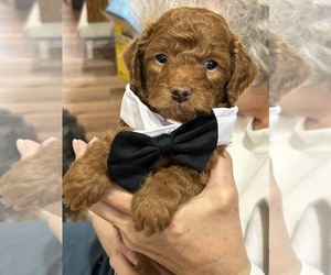 Goldendoodle-Poodle (Miniature) Mix Puppy for Sale in WICHITA, Kansas USA