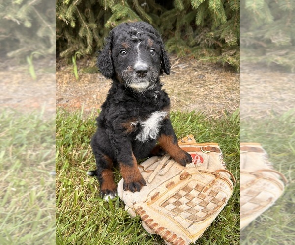 Medium Photo #1 Bernedoodle (Miniature) Puppy For Sale in MIDDLEBURY, IN, USA