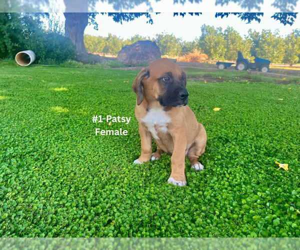 Medium Photo #4 American Mastiff-Saint Bernard Mix Puppy For Sale in HATCH, NM, USA