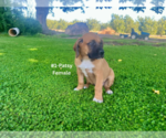 Small #3 American Mastiff-Saint Bernard Mix