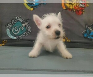 West Highland White Terrier Puppy for sale in MOUNTAINBURG, AR, USA