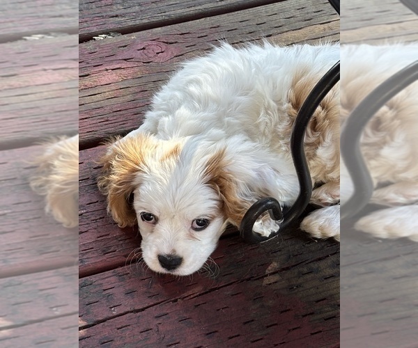 Medium Photo #1 Cavachon Puppy For Sale in OLYMPIA, WA, USA