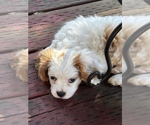 Medium Cavachon