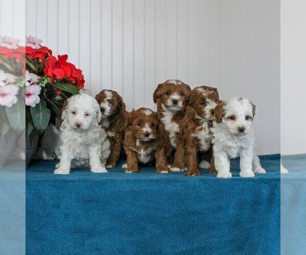 Medium Photo #2 Cavapoo Puppy For Sale in EAST EARL, PA, USA