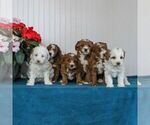 Small Photo #2 Cavapoo Puppy For Sale in EAST EARL, PA, USA
