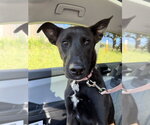Small #4 Australian Kelpie Mix