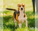 Small #3 Beagle Mix