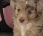 Small #3 Miniature Australian Shepherd