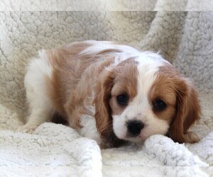 Cavachon Puppy for sale in FREDERICKSBURG, OH, USA