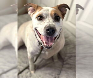 Mutt Dogs for adoption in Boonton, NJ, USA