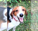 Small Photo #7 Beagle-Border Collie Mix Puppy For Sale in Valrico, FL, USA