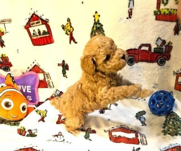Medium Photo #4 Poodle (Toy) Puppy For Sale in DENVER, CO, USA