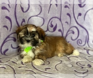 Havanese Puppy for sale in LANCASTER, PA, USA