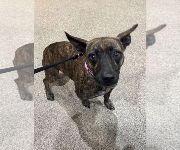 Medium Photo #1 Chihuahua-Unknown Mix Puppy For Sale in Sanford, FL, USA