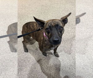 Chihuahua-Unknown Mix Dogs for adoption in Sanford, FL, USA