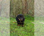 Small Photo #21 Dachshund Puppy For Sale in BREMEN, IN, USA
