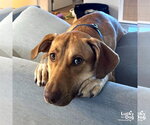 Small #11 Labrador Retriever Mix