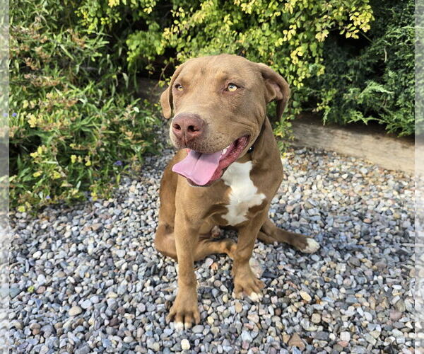Medium Photo #4 American Staffordshire Terrier-Labrador Retriever Mix Puppy For Sale in Albuquerque, NM, USA