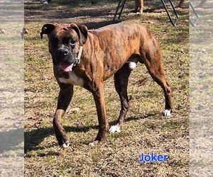 Father of the Boxer puppies born on 12/01/2025