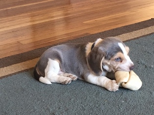 Beagle Puppy for sale in MCKEESPORT, PA, USA
