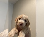 Small Photo #1 Aussiedoodle Puppy For Sale in BROOKSVILLE, FL, USA