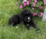 Small #1 Bernese Mountain Dog