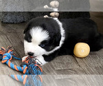 Small Photo #2 Australian Shepherd Puppy For Sale in MATTHEWS, NC, USA
