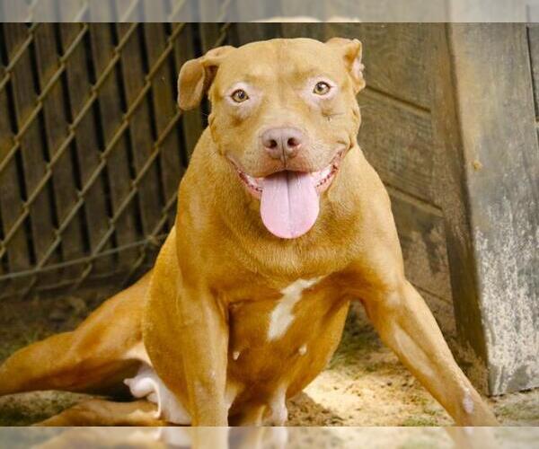 Medium Photo #2 American Staffordshire Terrier Puppy For Sale in Tallahassee, FL, USA
