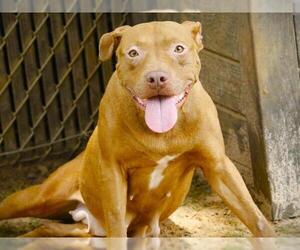 SADIE - Female American Staffordshire Terrier Dog for Adoption - Photo #2