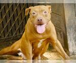 Small #1 American Staffordshire Terrier