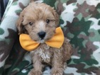 Small Photo #1 Cavapoo Puppy For Sale in QUARRYVILLE, PA, USA
